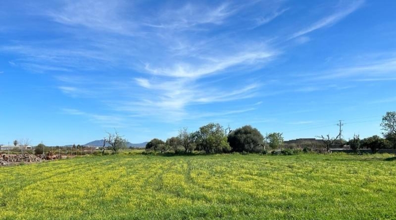 Balearic Islands - Porreras - 1160m2