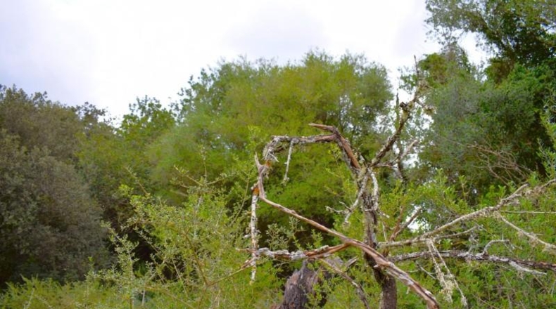 Balearic Islands - Muro - 15988m2