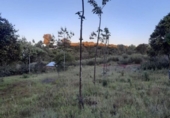 Non-developable land for sale on España, Alburquerque, ref: TR320786 photo