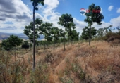 Non-developable land for sale on España, Alburquerque, ref: TR320786 photo
