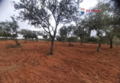 Non-developable land for sale on España, Alburquerque, ref: TR320786 photo