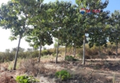 Non-developable land for sale on España, Alburquerque, ref: TR320786 photo