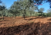 Non-developable land for sale on España, Alburquerque, ref: TR320786 photo