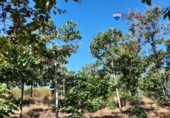 Non-developable land for sale on España, Alburquerque, ref: TR320786 photo