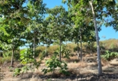 Non-developable land for sale on España, Alburquerque, ref: TR320786 photo