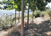 Non-developable land for sale on España, Alburquerque, ref: TR320786 photo