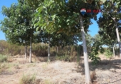 Non-developable land for sale on España, Alburquerque, ref: TR320786 photo