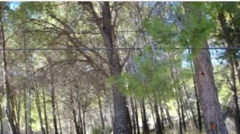 Castellón - Benicasim - 6541m2