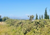 Land suitable for development for sale on España, Sineu, ref: TR130007 photo