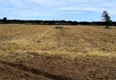 Non-developable land for sale on España, Villamanrique de la Condesa, ref: TR131147 photo