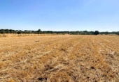 Non-developable land for sale on España, Villamanrique de la Condesa, ref: TR131147 photo