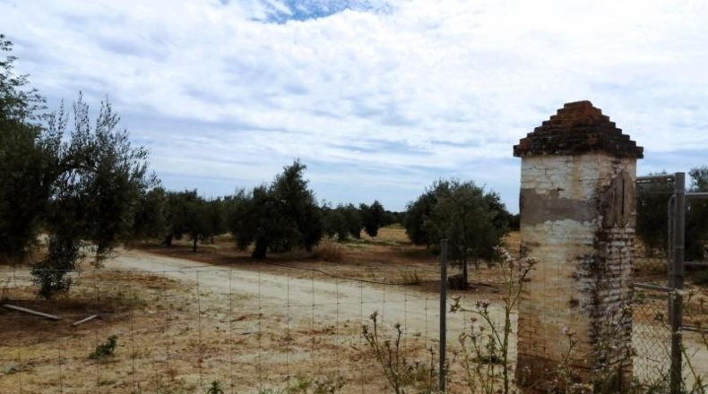Sevilla - Villamanrique de la Condesa - 58188m2