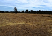 Non-developable land for sale on España, Villamanrique de la Condesa, ref: TR131147 photo
