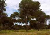Non-developable land for sale on España, Villamanrique de la Condesa, ref: TR131147 photo