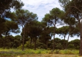 Non-developable land for sale on España, Villamanrique de la Condesa, ref: TR131147 photo