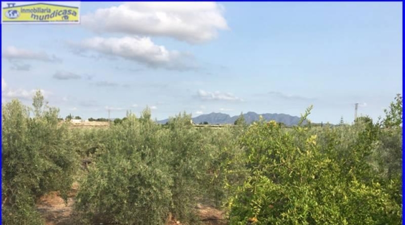 Murcia - Fortuna - 1637m2