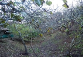 Finca rústica en venta en la España, San Cristóbal de La Laguna, ref: TR363826 foto