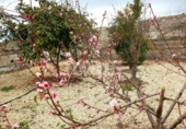 Xalet independent amb terreny en venda a la España, Guía de Isora, ref.: TR317892 foto