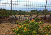 Xalet independent amb terreny en venda a la España, Guía de Isora, ref.: TR317892 foto