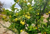 Xalet independent amb terreny en venda a la España, Guía de Isora, ref.: TR317892 foto