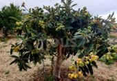 Xalet independent amb terreny en venda a la España, Guía de Isora, ref.: TR317892 foto