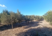 Casa de camp amb terreny en venda a la España, San Javier, ref.: TR361965 foto