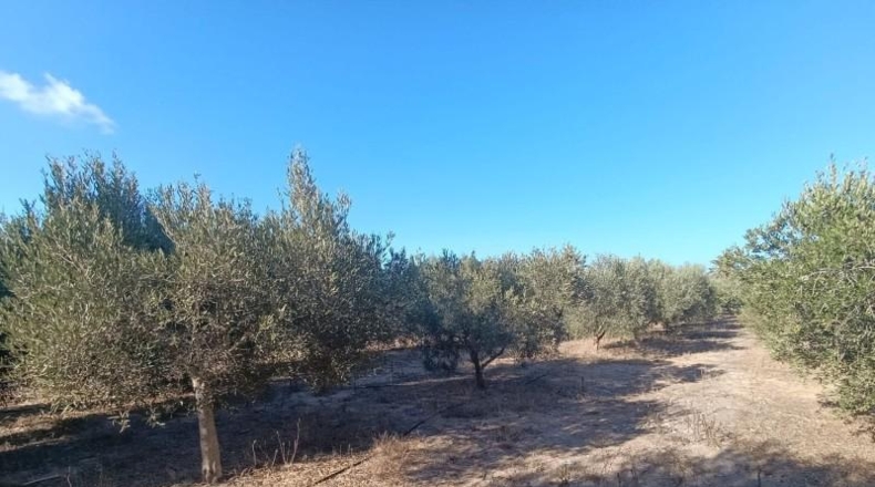 Murcia - San Javier - 2900m2