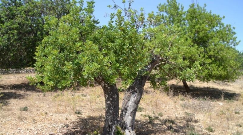 Islas Baleares - Campanet - 14260m2