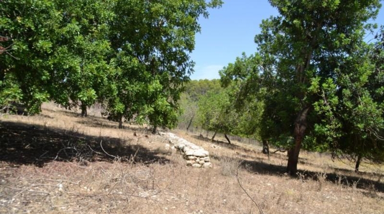Islas Baleares - Campanet - 14260m2