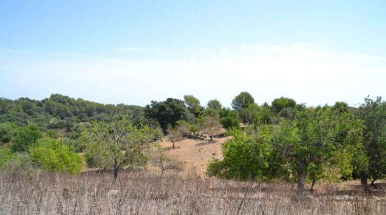 Islas Baleares - Campanet - 14260m2