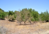 Chalet independiente con terreno en venta en la España, Campanet, ref: TR135304 foto