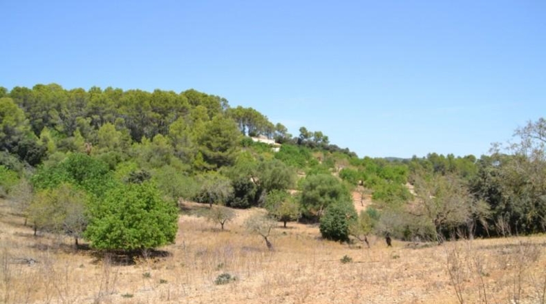 Islas Baleares - Campanet - 14260m2
