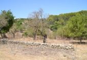 Chalet independiente con terreno en venta en la España, Campanet, ref: TR135304 foto