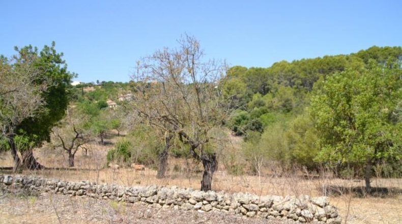 Islas Baleares - Campanet - 14260m2