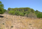 Chalet independiente con terreno en venta en la España, Campanet, ref: TR135304 foto