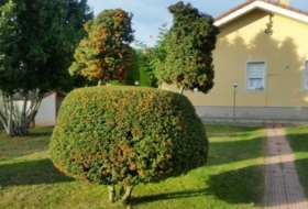 Foto 15