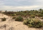Terreno no urbanizable en venta en la España, Elche, ref: TR119547 foto