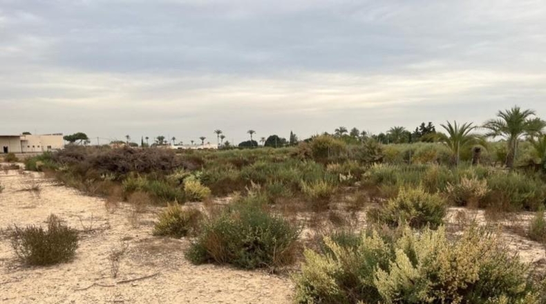 Alicante - Elche - 12000m2