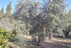 Aspe 2000&nbsp;m²
