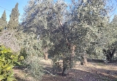 Detached villa with land for sale on España, Aspe, ref: TR379492 photo