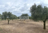 Terreno no urbanizable en venta en la España, el Perelló, ref: TR312838 foto