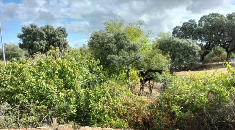 Córdoba - Córdoba - 2959m2