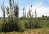 Sòl urbà en venda a la España, Múrcia, ref.: TR328377 foto