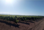 Non-developable land for sale on España, Castelló de Rugat, ref: TR118098 photo