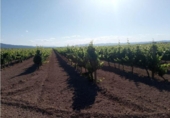 Non-developable land for sale on España, Castelló de Rugat, ref: TR118098 photo