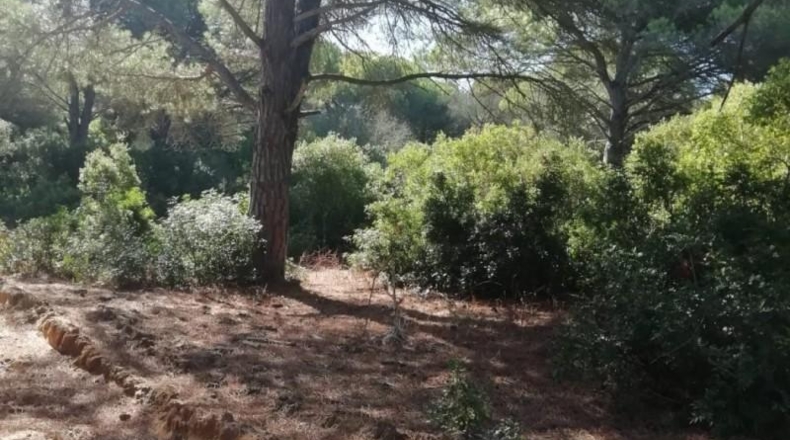 Cádiz - Vejer de la Frontera - 33000m2