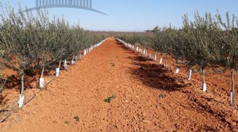 Seville - Seville - 60000m2
