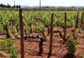 Village house for sale on España, Sencelles, ref: TR360354 photo