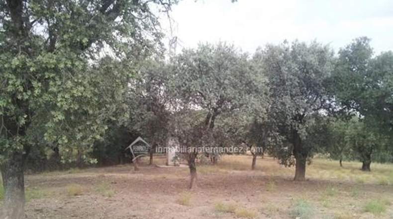 Cáceres - Montánchez - 20000m2