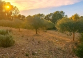 Casa de camp amb terreny en venda a la España, l'Ametlla de Mar, ref.: TR355833 foto